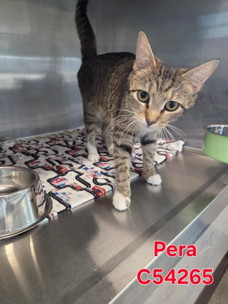 A young medium-sized female Domestic Short Hair cat named Pera for adoption in Clarksville, TN
