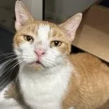 An adult medium-sized female Domestic Short Hair cat named Elora for adoption in Hilliard, OH