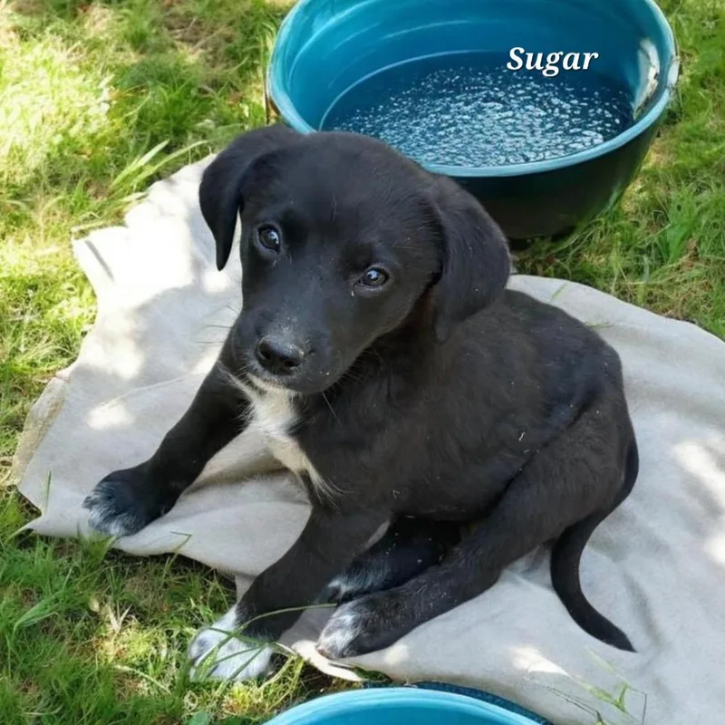 Sugar