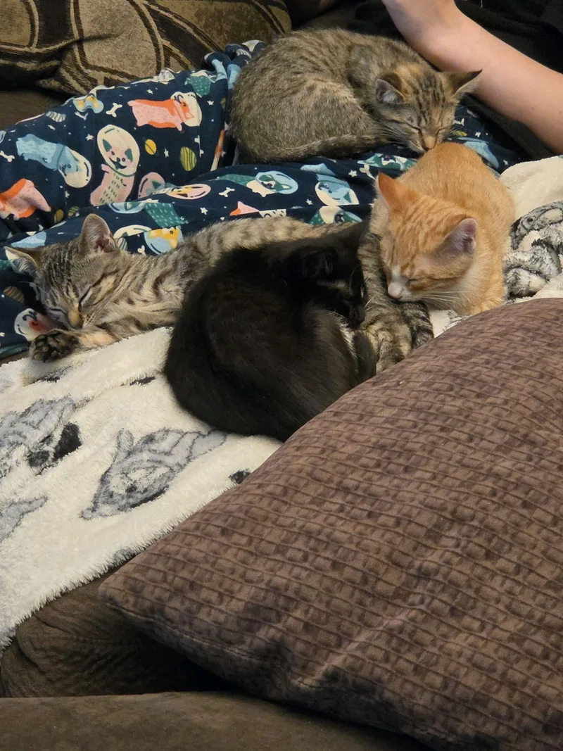 A baby medium-sized female Tabby (Brown / Chocolate) Domestic Short Hair cat named Lemon  Cuke  for adoption in Worcester, MA