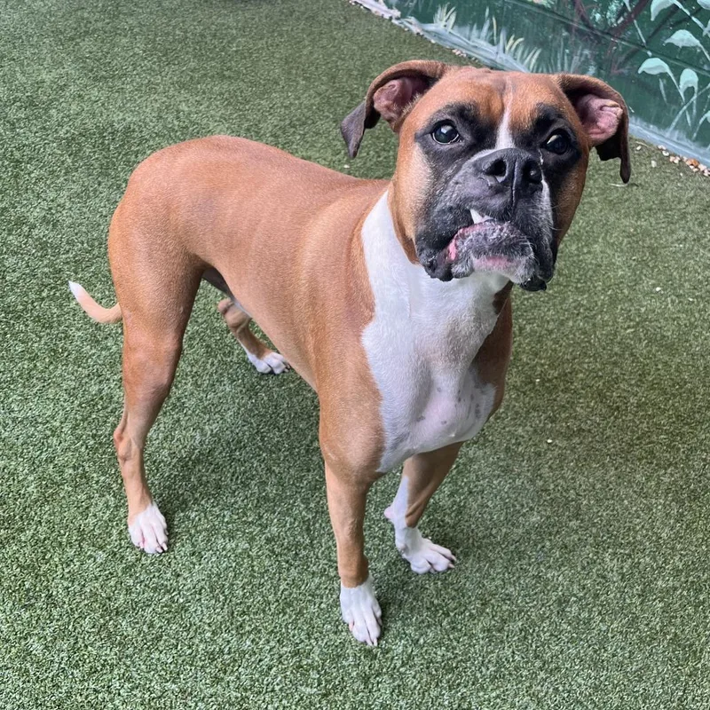 An adult medium-sized male Mixed Breed dog named Doc for adoption in Fairport, NY