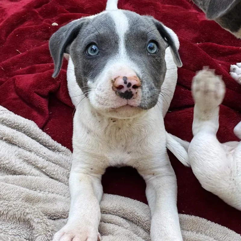 A baby small-sized male White / Cream Pit Bull Terrier dog named Scrump for adoption in Washington, DC