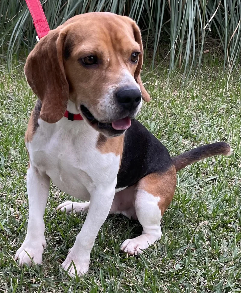 An adult medium-sized male Tricolor (Brown, Black, & White) Beagle dog named Gizmo for adoption in San Ysidro, CA