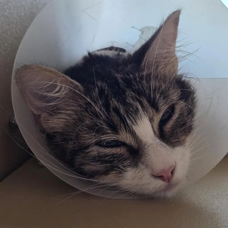 An adult medium-sized female Black Domestic Medium Hair cat named Michonne for adoption in Leander, TX