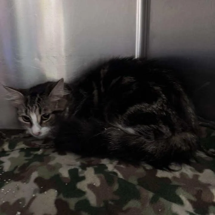 Michonne thumbnail 2