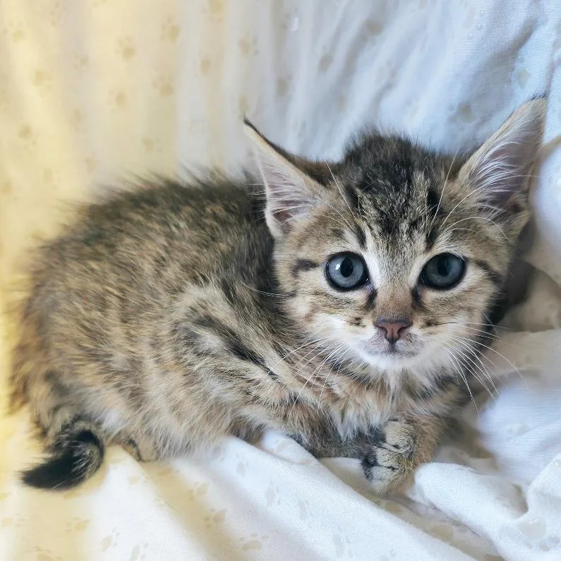 A baby small-sized female Brown / Chocolate Domestic Short Hair cat named Ciabatta for adoption in Mount Juliet, TN