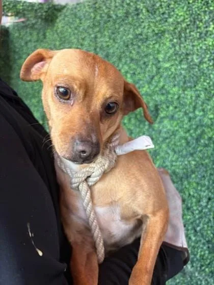 A young small-sized female Brown / Chocolate Chihuahua dog named Odessa for adoption in El Paso, TX