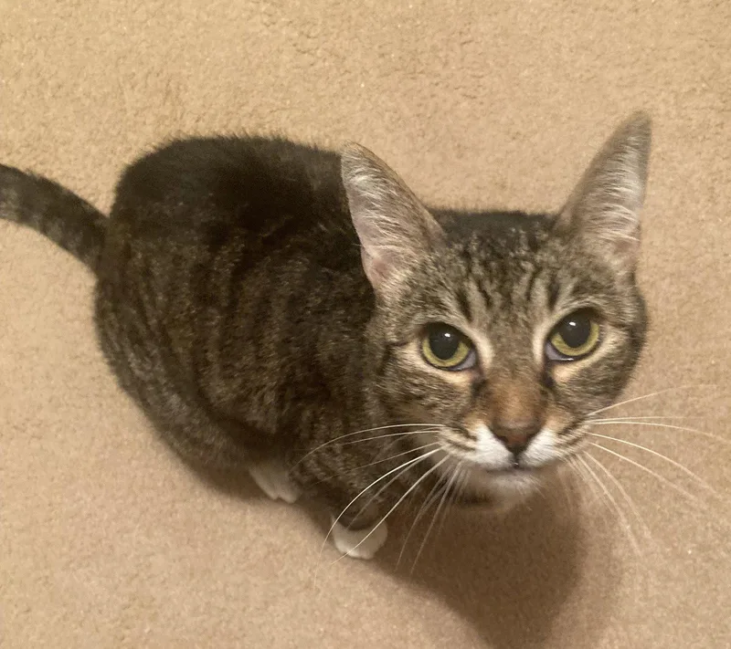 A senior small-sized female Tabby cat named Dixie for adoption in Lakewood, CA