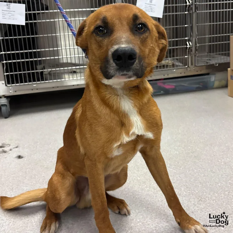 A young medium-sized male Retriever dog named Gavin for adoption in Washington, DC