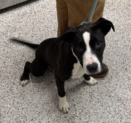A young medium-sized female Black Pit Bull Terrier dog named Jules for adoption in Kansas City, MO