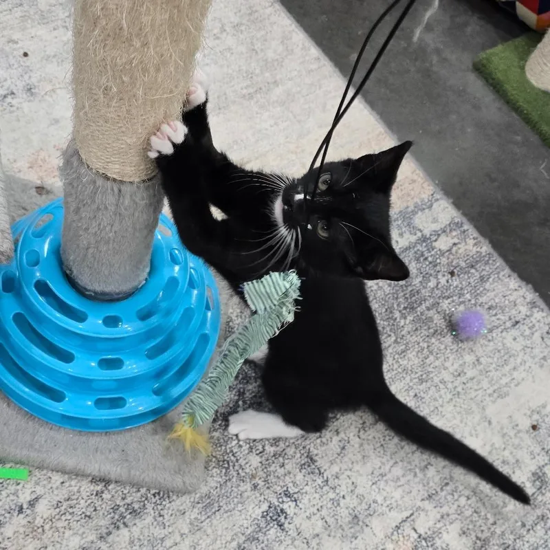 A baby small-sized male Black Domestic Short Hair cat named Perth for adoption in Fairmont, WV