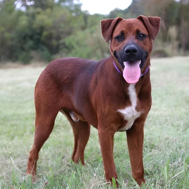 A young medium-sized male Red / Chestnut / Orange Mixed Breed dog named Lincoln for adoption in Erie, PA
