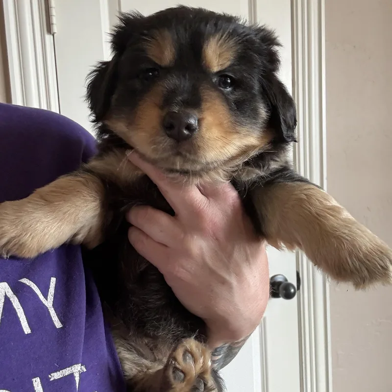 A baby small-sized female Black Terrier dog named Ellie for adoption in Dallas, TX