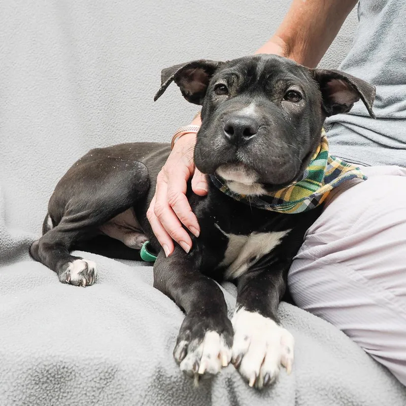 Stitch thumbnail 4