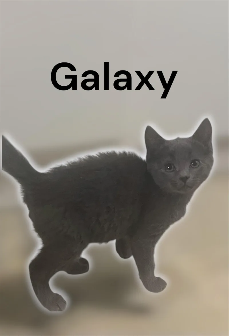 A baby small-sized male Gray / Blue / Silver Domestic Short Hair cat named Galaxy for adoption in Auburn, CA