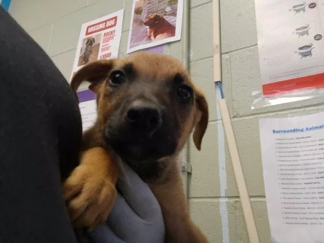 A baby small-sized female German Shepherd Dog dog named Spring for adoption in Tulsa, OK