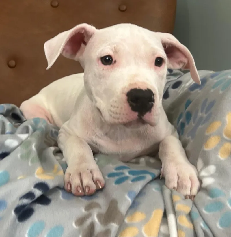 Blanco Glow thumbnail 2