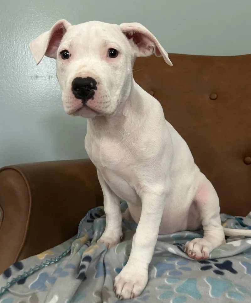 Blanco Glow thumbnail 3