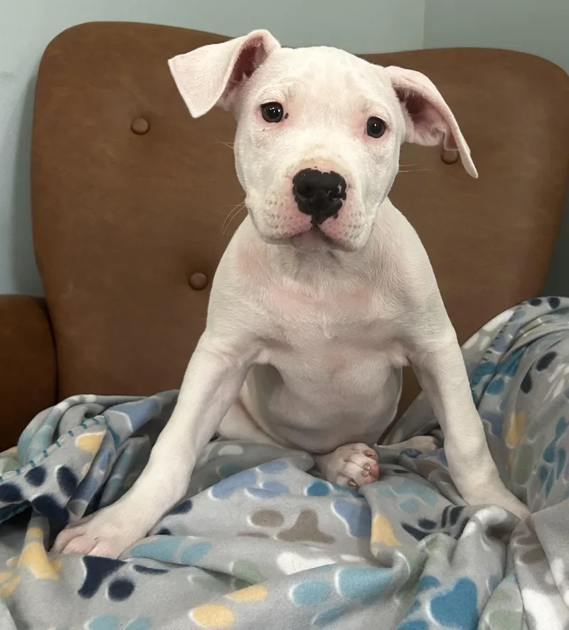 Blanco Glow thumbnail 4