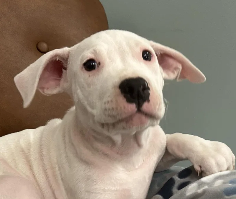 Blanco Glow thumbnail 5