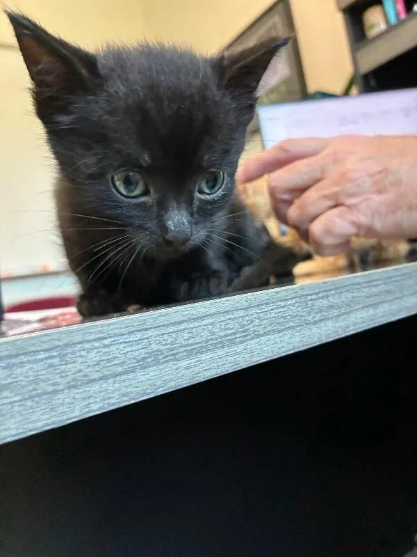 A young medium-sized male Domestic Short Hair cat named Aqua Man for adoption in Disputanta, VA