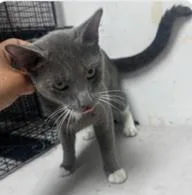 An adult medium-sized male Domestic Short Hair cat named Argent for adoption in West Chester, PA