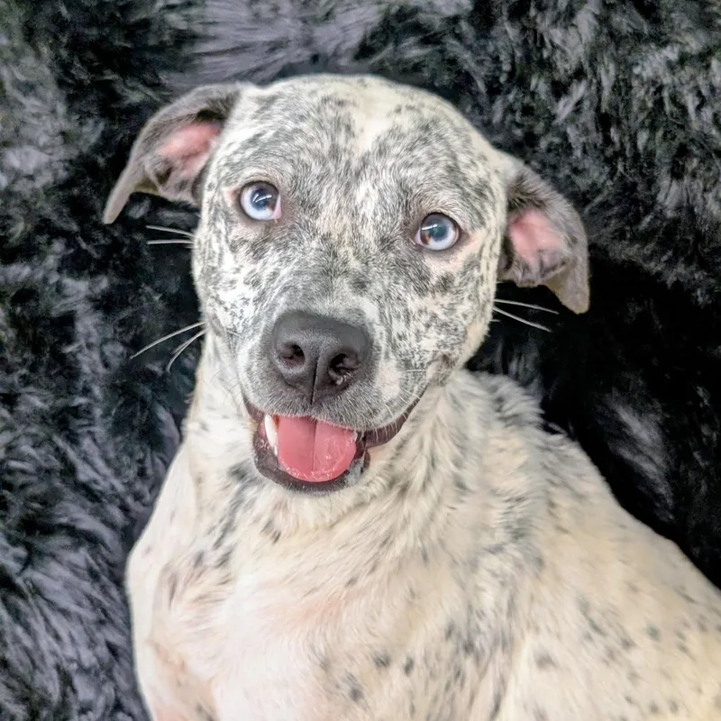 A young medium-sized female Australian Cattle Dog / Blue Heeler dog named Gizmo  The Perfect for adoption in Pennington, NJ