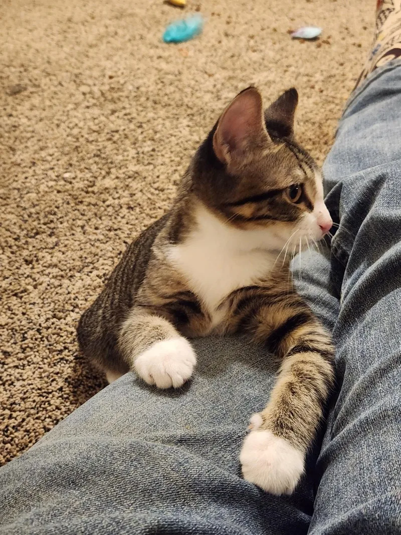 A baby small-sized male Domestic Short Hair cat named Jasper for adoption in Milwaukee, WI