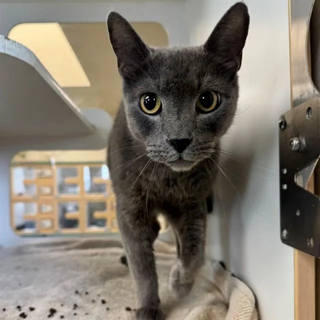 A young medium-sized male Domestic Short Hair cat named William for adoption in Riverside, CA
