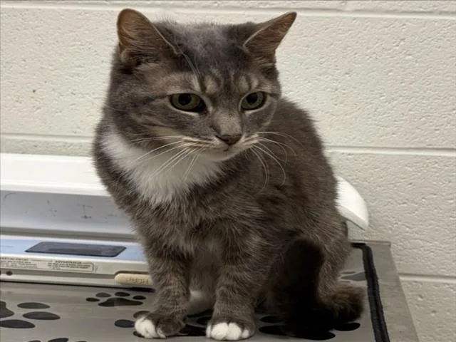An adult medium-sized female Domestic Short Hair cat named Firefly for adoption in Derwood, MD