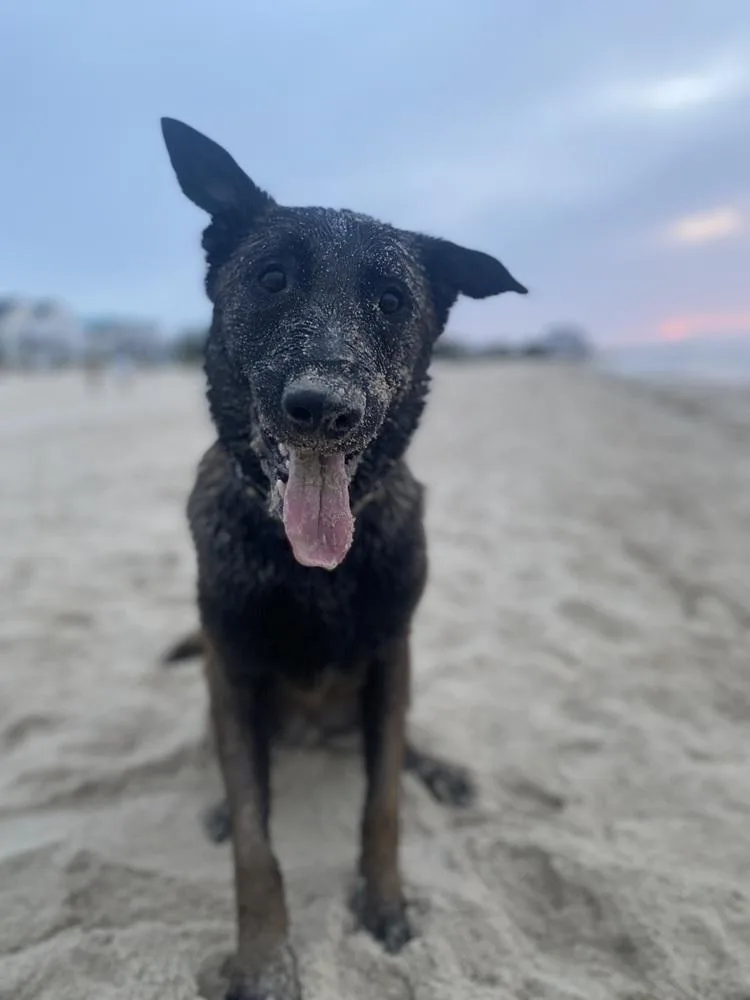 Coby  Located In thumbnail 6