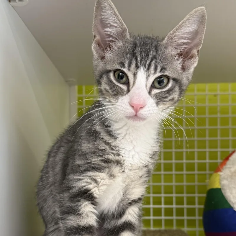 A baby medium-sized female Tabby (Gray / Blue / Silver) Tabby cat named Chirp for adoption in Brentwood, CA