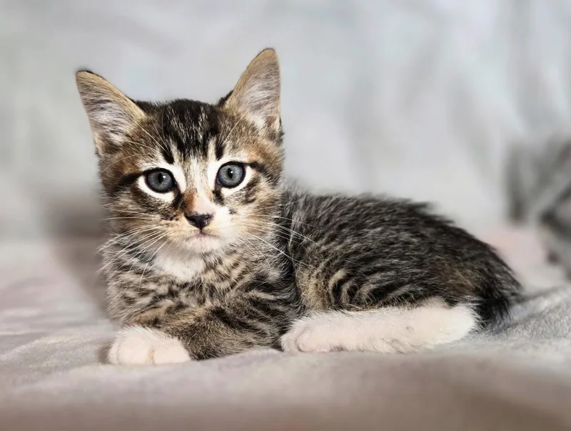 A baby medium-sized male Tabby (Brown / Chocolate) Tabby cat named Thunder for adoption in Trophy Club, TX