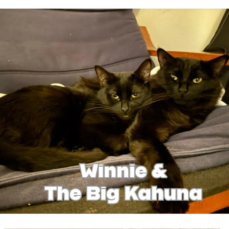 Winnie thumbnail 4