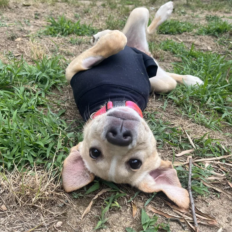 Nala