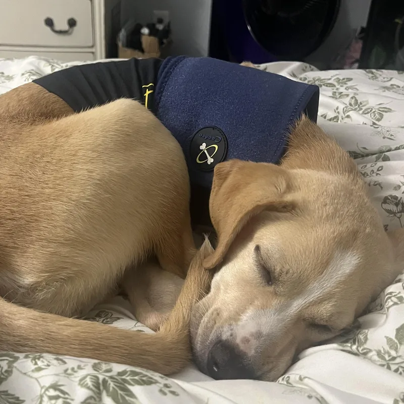 Nala thumbnail 3