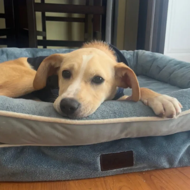 Nala thumbnail 4