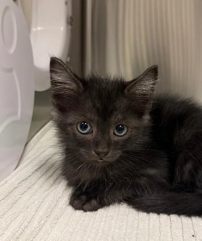 A young small-sized male Domestic Short Hair cat named Vincent for adoption in Yankton, SD