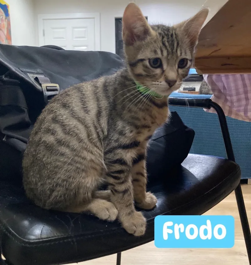 A baby small-sized male Tabby (Brown / Chocolate) Domestic Short Hair cat named Frodo for adoption in Orange, CA