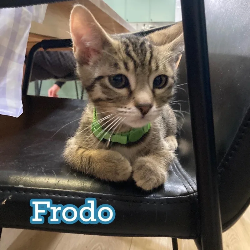 Frodo thumbnail 5