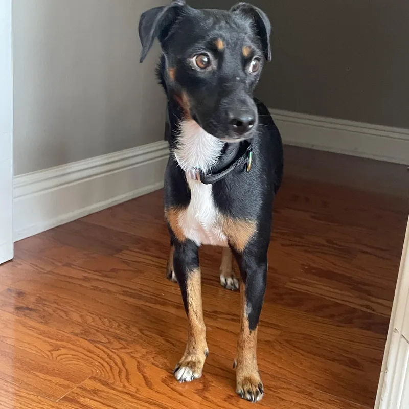 A young small-sized female Miniature Pinscher dog named Dionne for adoption in Mobile, AL
