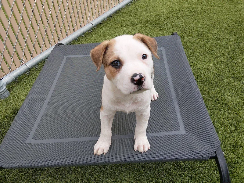 A baby medium-sized male Tricolor (Brown, Black, & White) Pit Bull Terrier dog named Zuko for adoption in Liberty, MO