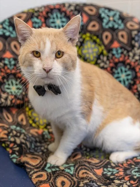 An adult medium-sized male Domestic Short Hair cat named Bananarama for adoption in Leesburg, VA