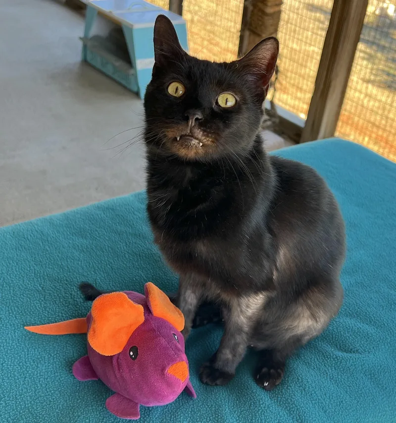 An adult medium-sized male Black Domestic Short Hair cat named Charlie for adoption in Palmyra, VA