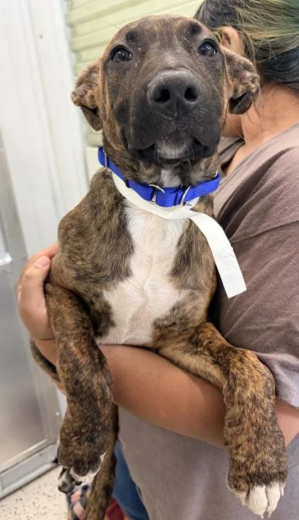 A baby medium-sized male Mixed Breed dog named S`mores FKA Dog for adoption in West Chester, PA