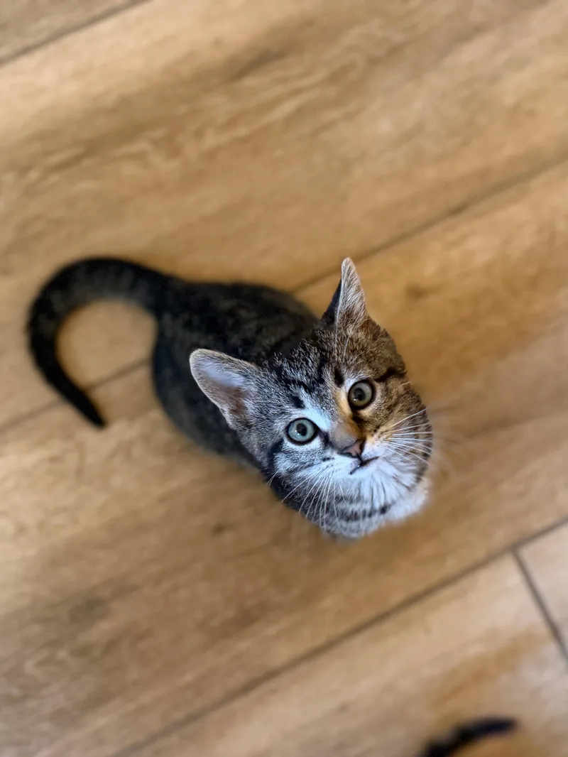 A baby small-sized male Black Domestic Short Hair cat named Chucky Dentry for adoption in Morrison, CO
