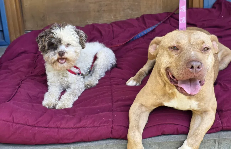 An adult medium-sized male Poodle (Toy) dog named Bella & Tavi for adoption in Islip Terrace, NY