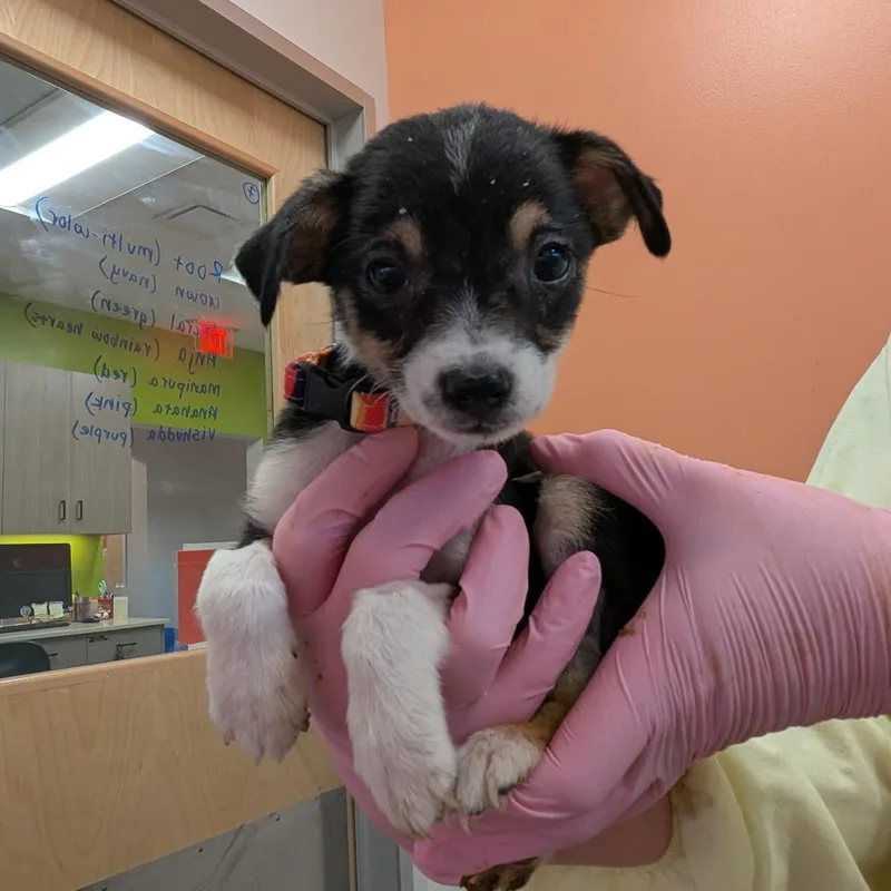 A baby medium-sized female Black Mixed Breed dog named Root for adoption in Austin, TX
