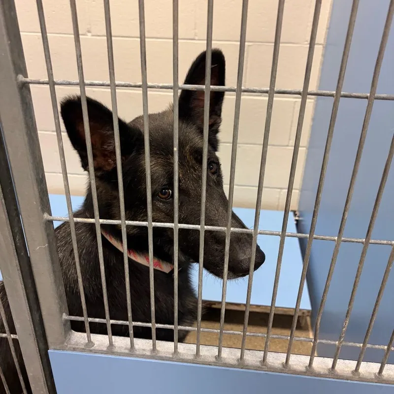 An adult extra large-sized female Yellow / Tan / Blond / Fawn German Shepherd Dog dog named Daisy for adoption in Council Bluffs, IA