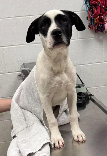 A baby medium-sized male Black Mixed Breed dog named Charlie Chaplin for adoption in Kansas City, MO